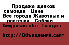 Продажа щенков самоеда › Цена ­ 40 000 - Все города Животные и растения » Собаки   . Амурская обл.,Тында г.